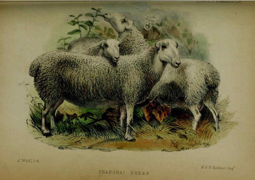 Reproducción/Reproduction 6140334132: Proceedings of the Zoological Society of London. 1856 London :Academic Press, [etc.],1833-1965