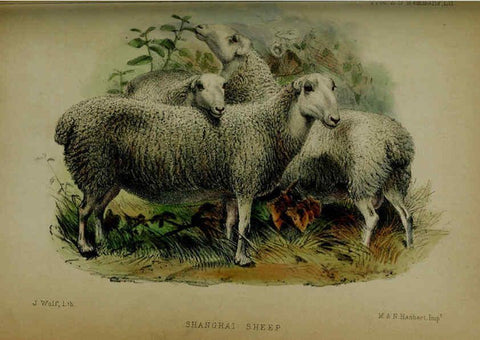 Reproducción/Reproduction 6140334132: Proceedings of the Zoological Society of London. 1856 London :Academic Press, [etc.],1833-1965