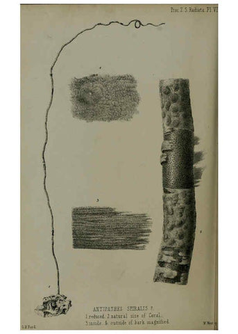 Reproducción/Reproduction 6140334342: Proceedings of the Zoological Society of London. 1856 London :Academic Press, [etc.],1833-1965