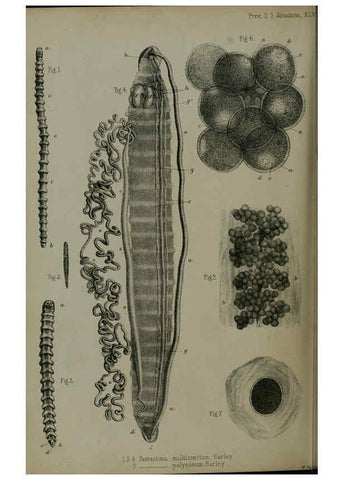 Reproducción/Reproduction 6139783527: Proceedings of the Zoological Society of London. 1856 London :Academic Press, [etc.],1833-1965