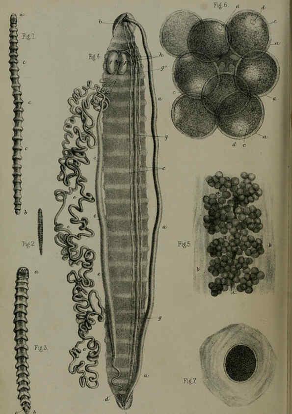 Reproducción/Reproduction 6139783527: Proceedings of the Zoological Society of London. 1856 London :Academic Press, [etc.],1833-1965