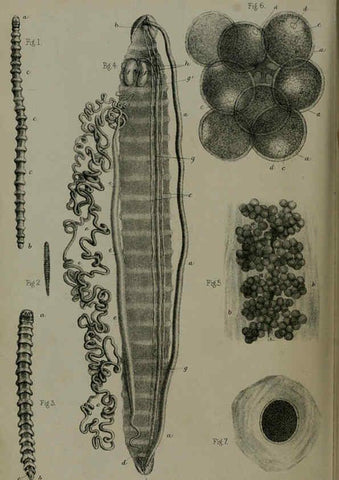 Reproducción/Reproduction 6139783527: Proceedings of the Zoological Society of London. 1856 London :Academic Press, [etc.],1833-1965