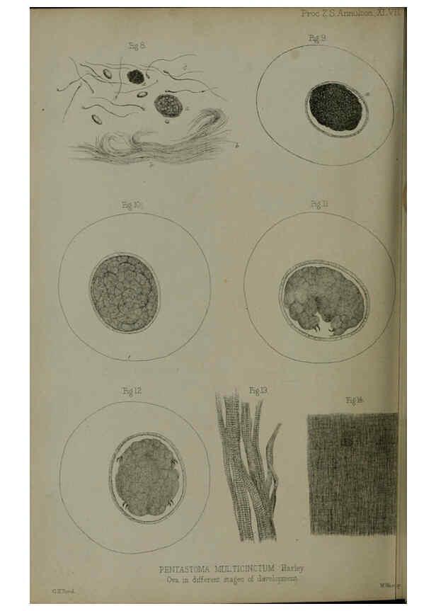 Reproducción/Reproduction 6139783723: Proceedings of the Zoological Society of London. 1856 London :Academic Press, [etc.],1833-1965