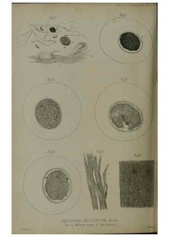 Reproducción/Reproduction 6139783723: Proceedings of the Zoological Society of London. 1856 London :Academic Press, [etc.],1833-1965