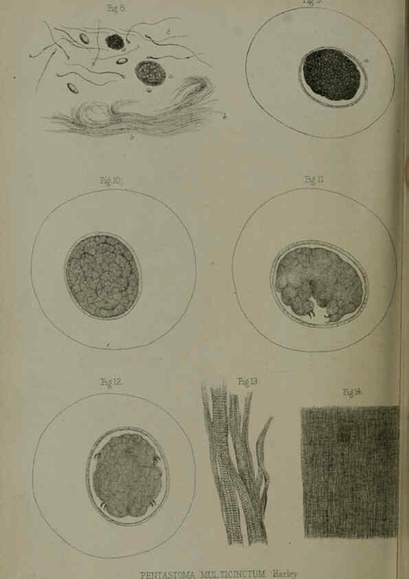 Reproducción/Reproduction 6139783723: Proceedings of the Zoological Society of London. 1856 London :Academic Press, [etc.],1833-1965