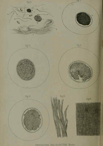 Reproducción/Reproduction 6139783723: Proceedings of the Zoological Society of London. 1856 London :Academic Press, [etc.],1833-1965