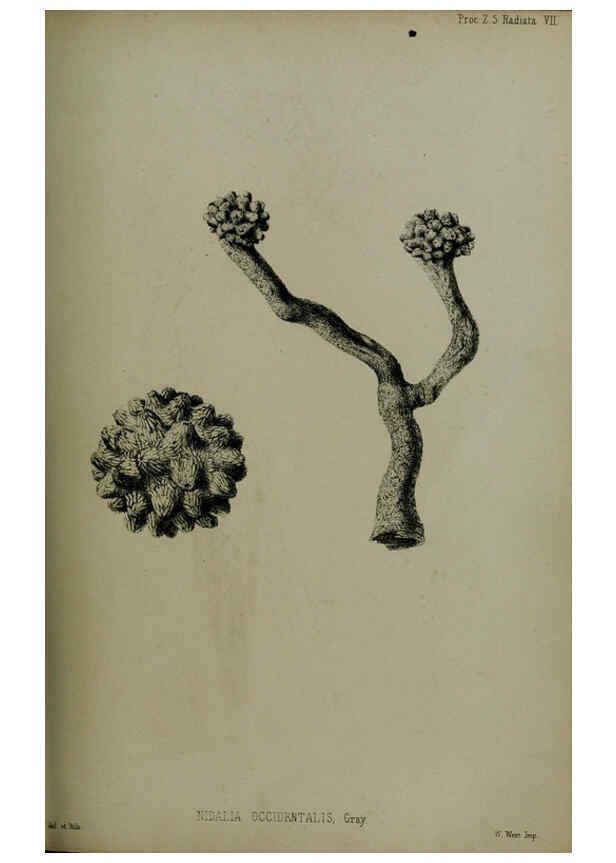 Reproducción/Reproduction 6140335080: Proceedings of the Zoological Society of London. 1856 London :Academic Press, [etc.],1833-1965