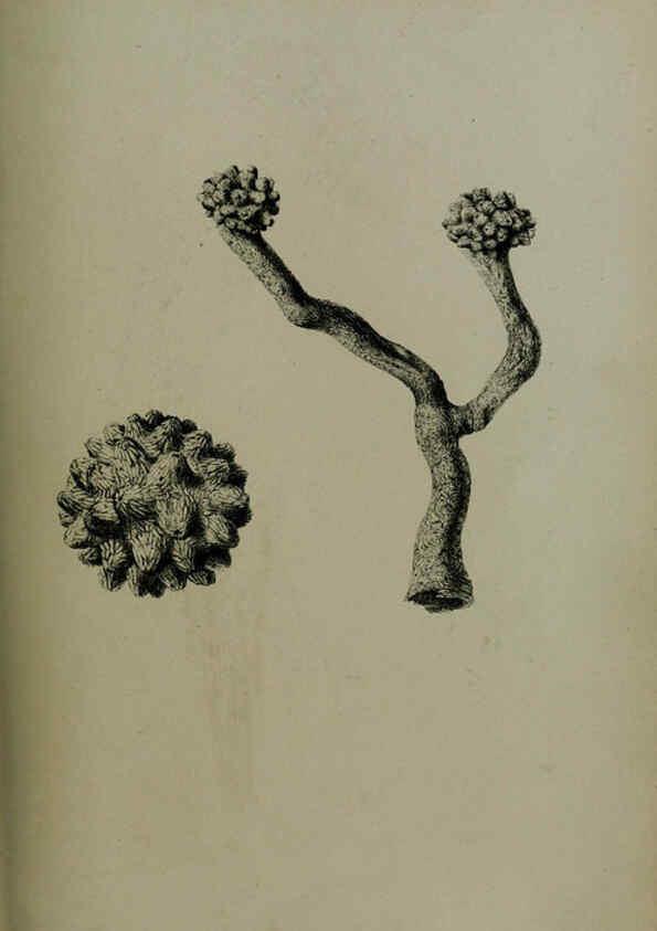 Reproducción/Reproduction 6140335080: Proceedings of the Zoological Society of London. 1856 London :Academic Press, [etc.],1833-1965