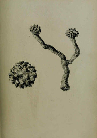 Reproducción/Reproduction 6140335080: Proceedings of the Zoological Society of London. 1856 London :Academic Press, [etc.],1833-1965
