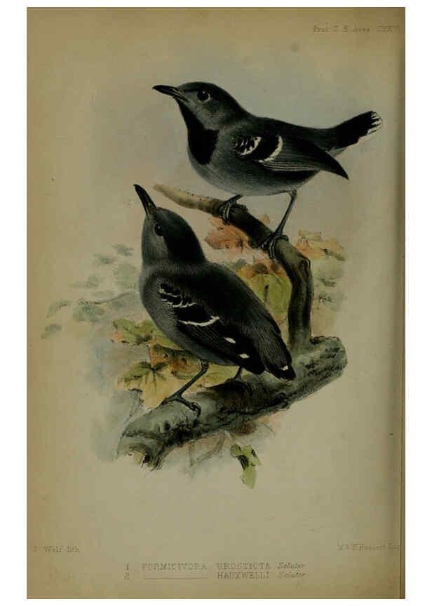 Reproducción/Reproduction 6139784291: Proceedings of the Zoological Society of London. 1856 London :Academic Press, [etc.],1833-1965