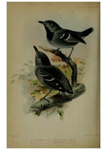 Reproducción/Reproduction 6139784291: Proceedings of the Zoological Society of London. 1856 London :Academic Press, [etc.],1833-1965