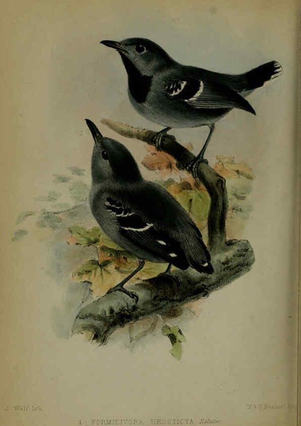 Reproducción/Reproduction 6139784291: Proceedings of the Zoological Society of London. 1856 London :Academic Press, [etc.],1833-1965