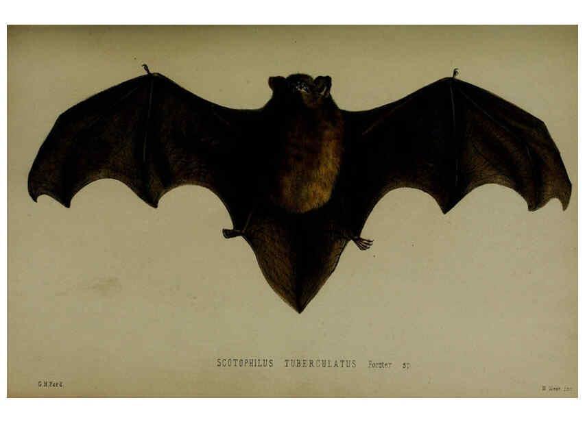 Reproducción/Reproduction 6140335724: Proceedings of the Zoological Society of London. 1856 London :Academic Press, [etc.],1833-1965