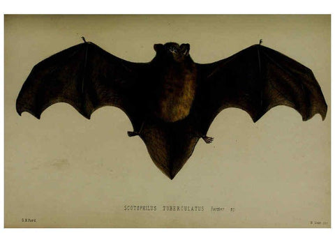 Reproducción/Reproduction 6140335724: Proceedings of the Zoological Society of London. 1856 London :Academic Press, [etc.],1833-1965