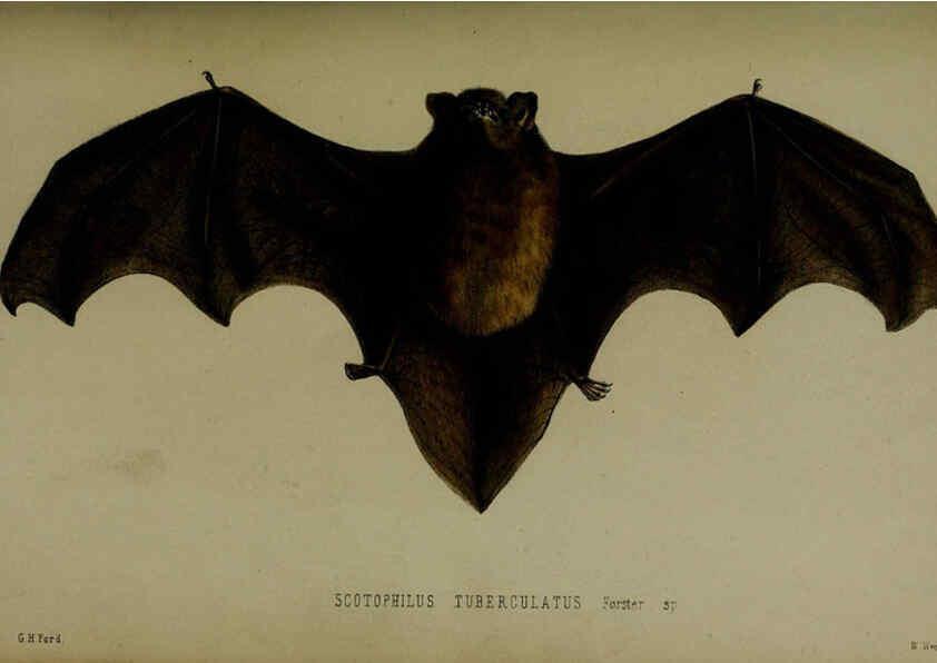 Reproducción/Reproduction 6140335724: Proceedings of the Zoological Society of London. 1856 London :Academic Press, [etc.],1833-1965