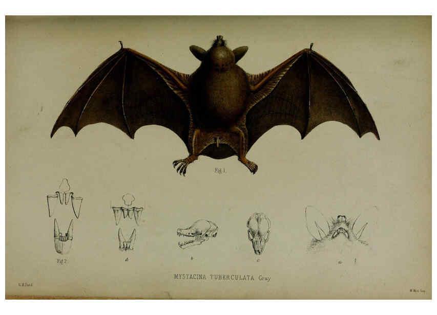 Reproducción/Reproduction 6140335922: Proceedings of the Zoological Society of London. 1856 London :Academic Press, [etc.],1833-1965