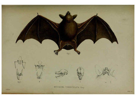 Reproducción/Reproduction 6140335922: Proceedings of the Zoological Society of London. 1856 London :Academic Press, [etc.],1833-1965
