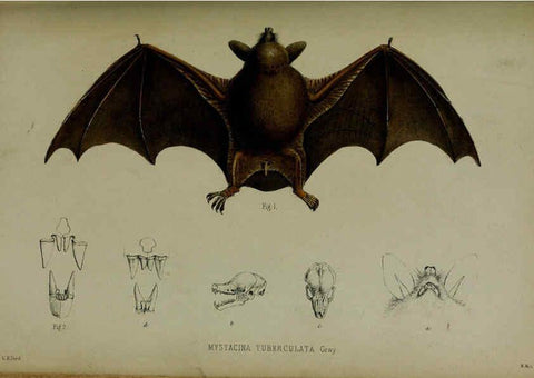 Reproducción/Reproduction 6140335922: Proceedings of the Zoological Society of London. 1856 London :Academic Press, [etc.],1833-1965
