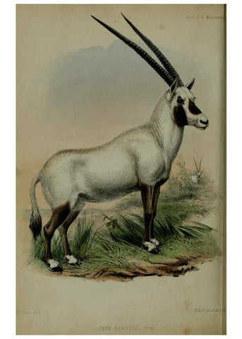 Reproducción/Reproduction 6140336128: Proceedings of the Zoological Society of London. 1856 London :Academic Press, [etc.],1833-1965