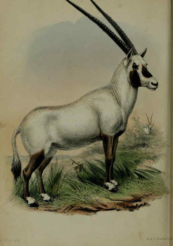 Reproducción/Reproduction 6140336128: Proceedings of the Zoological Society of London. 1856 London :Academic Press, [etc.],1833-1965