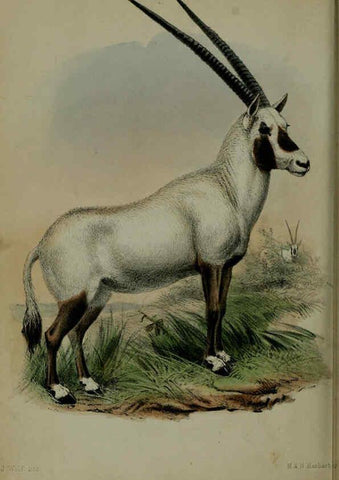 Reproducción/Reproduction 6140336128: Proceedings of the Zoological Society of London. 1856 London :Academic Press, [etc.],1833-1965