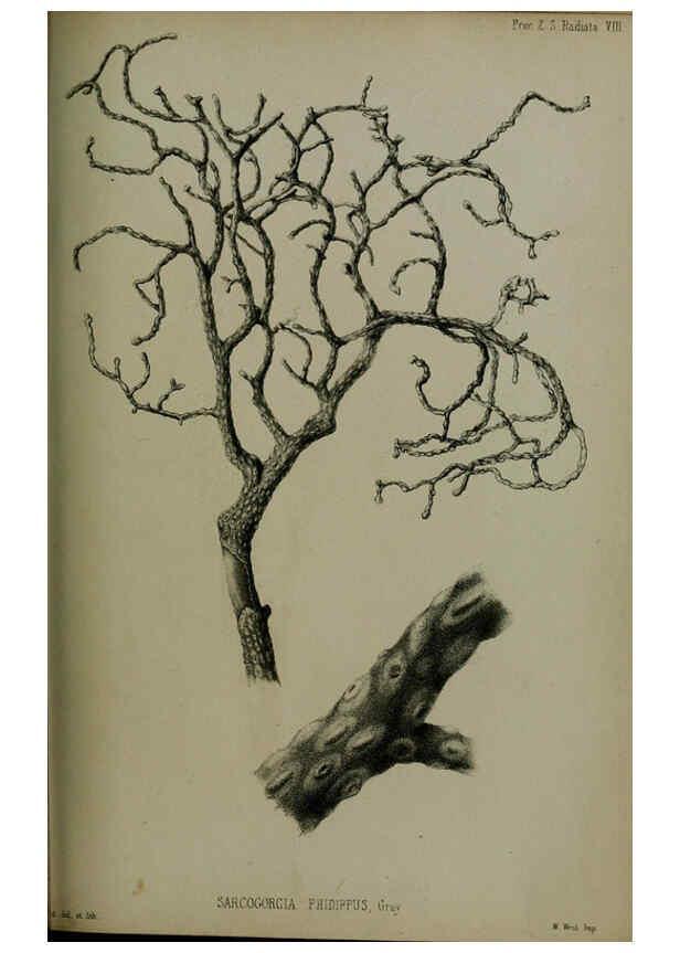 Reproducción/Reproduction 6139785247: Proceedings of the Zoological Society of London. 1856 London :Academic Press, [etc.],1833-1965
