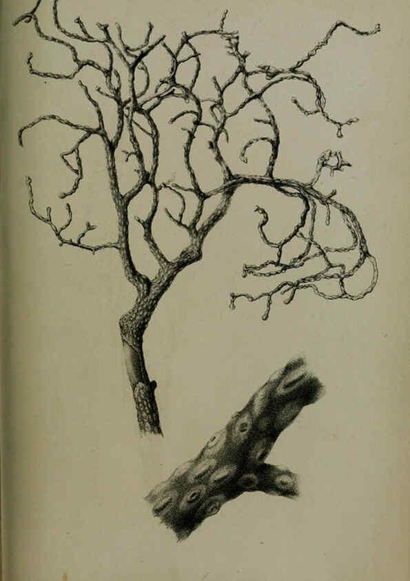 Reproducción/Reproduction 6139785247: Proceedings of the Zoological Society of London. 1856 London :Academic Press, [etc.],1833-1965