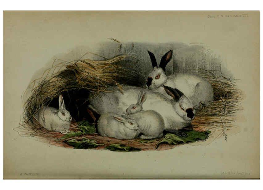 Reproducción/Reproduction 6140336620: Proceedings of the Zoological Society of London. 1856 London :Academic Press, [etc.],1833-1965