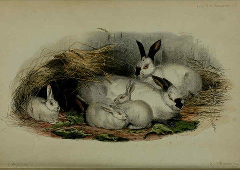Reproducción/Reproduction 6140336620: Proceedings of the Zoological Society of London. 1856 London :Academic Press, [etc.],1833-1965