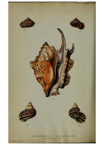 Reproducción/Reproduction 6140336866: Proceedings of the Zoological Society of London. 1856 London :Academic Press, [etc.],1833-1965