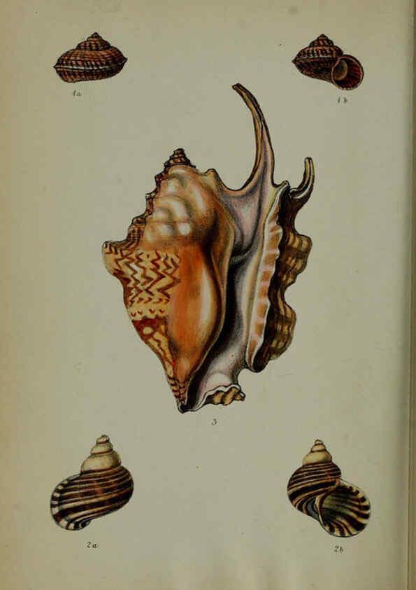 Reproducción/Reproduction 6140336866: Proceedings of the Zoological Society of London. 1856 London :Academic Press, [etc.],1833-1965