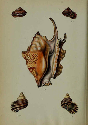 Reproducción/Reproduction 6140336866: Proceedings of the Zoological Society of London. 1856 London :Academic Press, [etc.],1833-1965