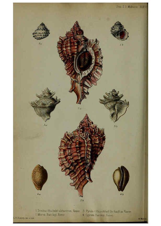 Reproducción/Reproduction 6140337052: Proceedings of the Zoological Society of London. 1856 London :Academic Press, [etc.],1833-1965