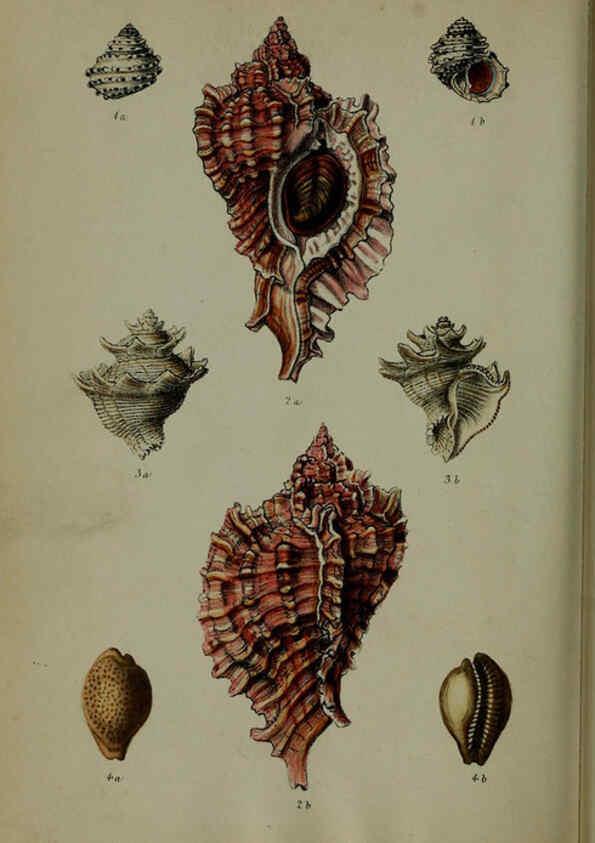 Reproducción/Reproduction 6140337052: Proceedings of the Zoological Society of London. 1856 London :Academic Press, [etc.],1833-1965