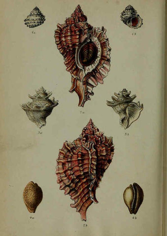 Reproducción/Reproduction 6140337052: Proceedings of the Zoological Society of London. 1856 London :Academic Press, [etc.],1833-1965