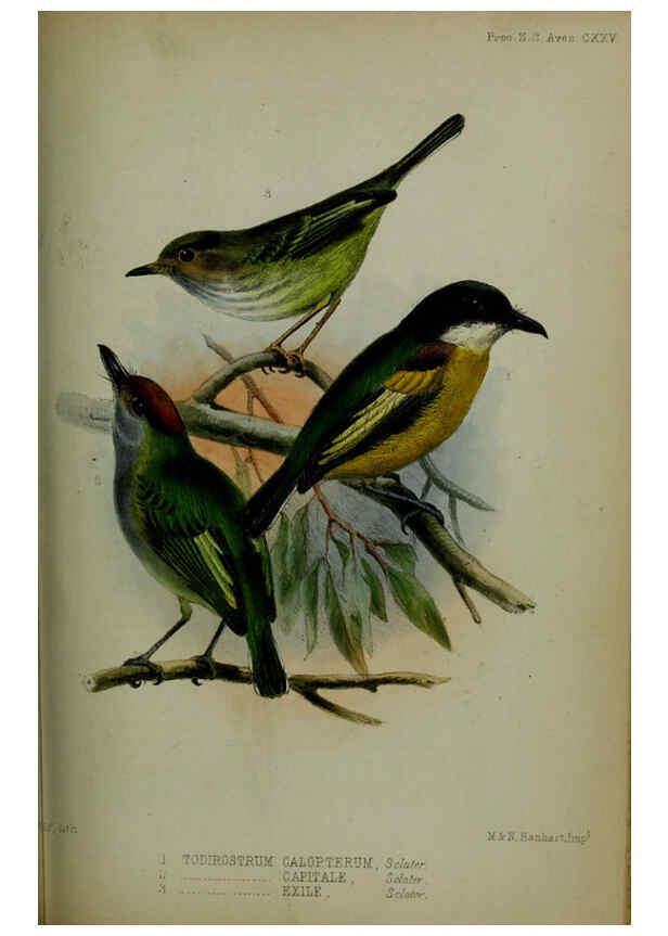 Reproducción/Reproduction 6139782431: Proceedings of the Zoological Society of London. 1856 London :Academic Press, [etc.],1833-1965