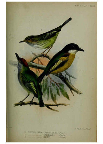 Reproducción/Reproduction 6139782431: Proceedings of the Zoological Society of London. 1856 London :Academic Press, [etc.],1833-1965