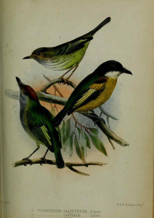 Reproducción/Reproduction 6139782431: Proceedings of the Zoological Society of London. 1856 London :Academic Press, [etc.],1833-1965