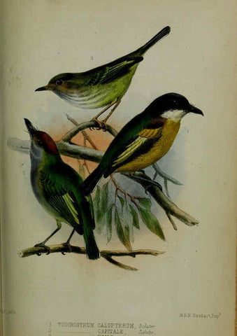 Reproducción/Reproduction 6139782431: Proceedings of the Zoological Society of London. 1856 London :Academic Press, [etc.],1833-1965