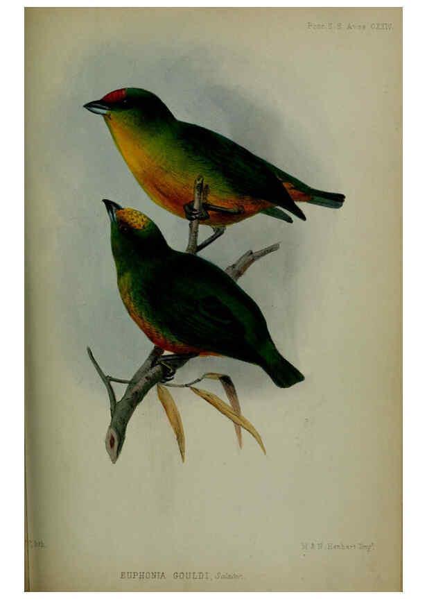 Reproducción/Reproduction 6139782157: Proceedings of the Zoological Society of London. 1856 London :Academic Press, [etc.],1833-1965