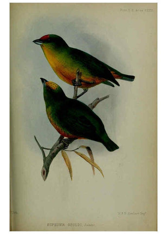 Reproducción/Reproduction 6139782157: Proceedings of the Zoological Society of London. 1856 London :Academic Press, [etc.],1833-1965