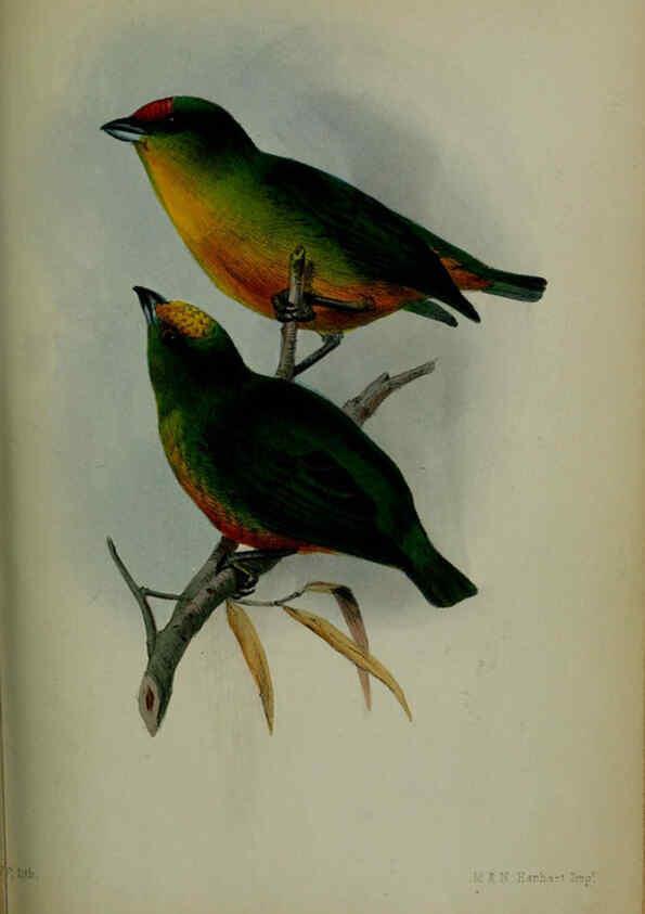 Reproducción/Reproduction 6139782157: Proceedings of the Zoological Society of London. 1856 London :Academic Press, [etc.],1833-1965