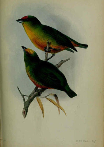 Reproducción/Reproduction 6139782157: Proceedings of the Zoological Society of London. 1856 London :Academic Press, [etc.],1833-1965