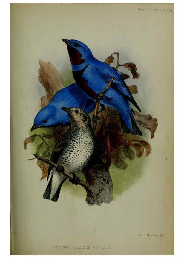 Reproducción/Reproduction 6140332794: Proceedings of the Zoological Society of London. 1856 London :Academic Press, [etc.],1833-1965