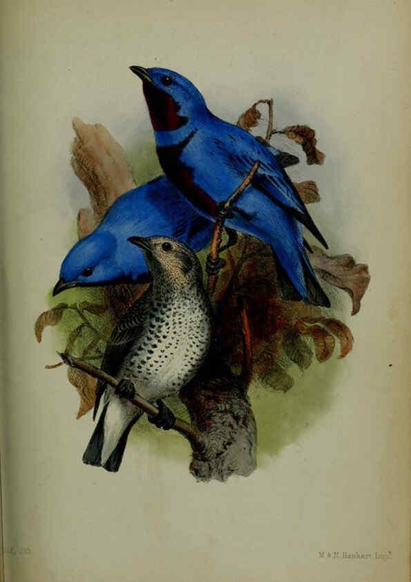 Reproducción/Reproduction 6140332794: Proceedings of the Zoological Society of London. 1856 London :Academic Press, [etc.],1833-1965