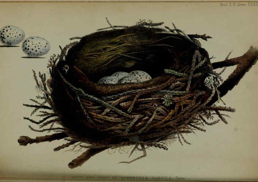 Reproducción/Reproduction 6140332492: Proceedings of the Zoological Society of London. 1856 London :Academic Press, [etc.],1833-1965