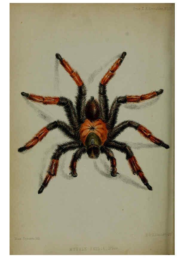 Reproducción/Reproduction 6139777605: Proceedings of the Zoological Society of London. 1856 London :Academic Press, [etc.],1833-1965