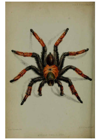 Reproducción/Reproduction 6139777605: Proceedings of the Zoological Society of London. 1856 London :Academic Press, [etc.],1833-1965