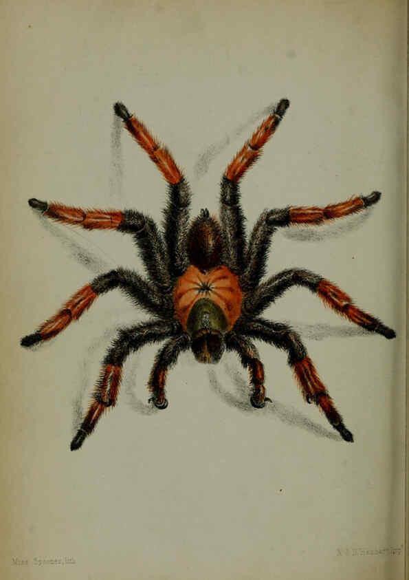 Reproducción/Reproduction 6139777605: Proceedings of the Zoological Society of London. 1856 London :Academic Press, [etc.],1833-1965