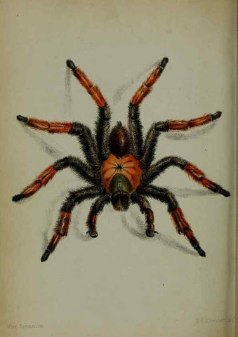 Reproducción/Reproduction 6139777605: Proceedings of the Zoological Society of London. 1856 London :Academic Press, [etc.],1833-1965